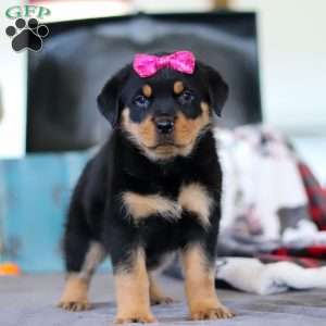 Avery, Rottweiler Puppy